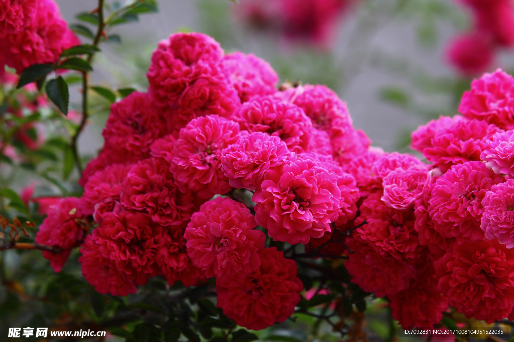 薔薇花