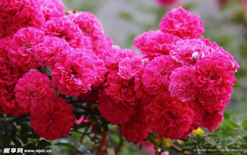 薔薇花