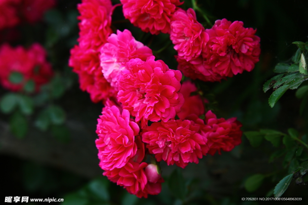 薔薇花