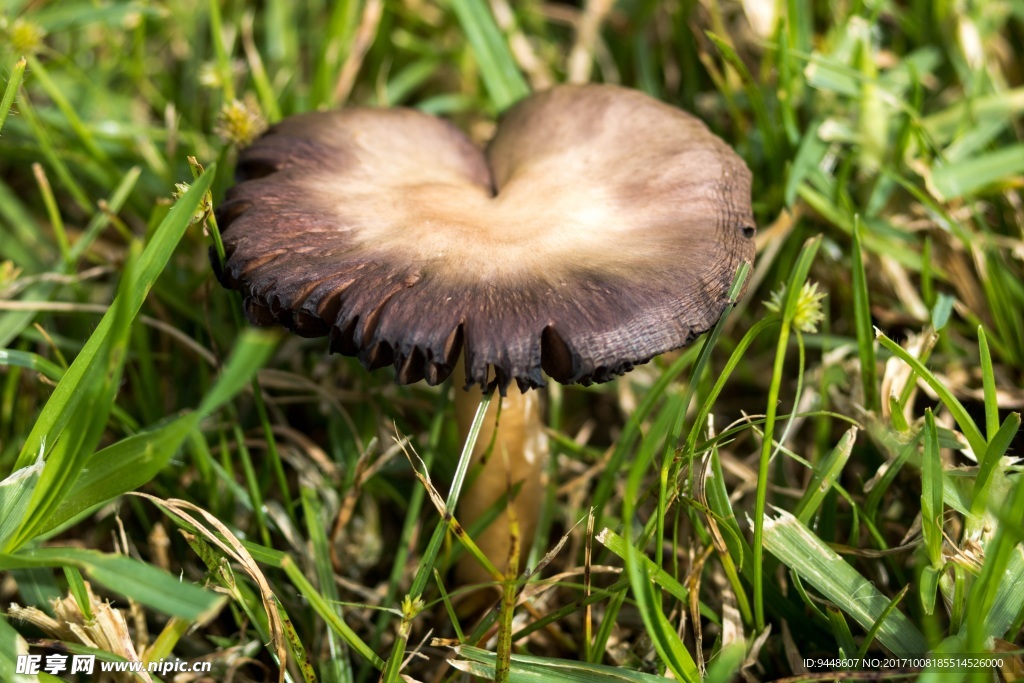草地黑蘑菇圖片