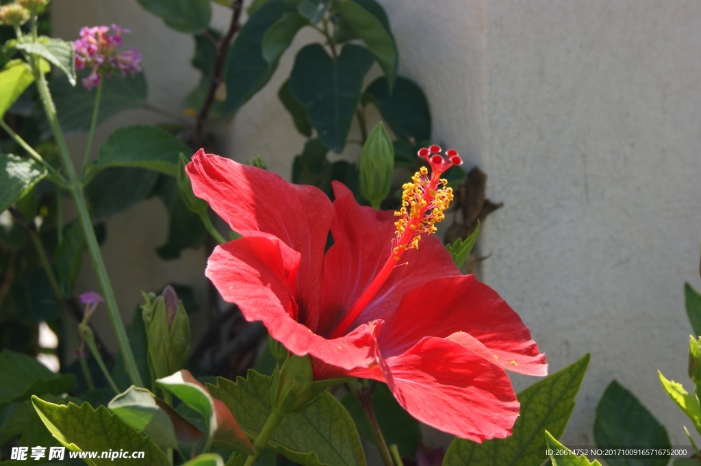 紅色牽牛花