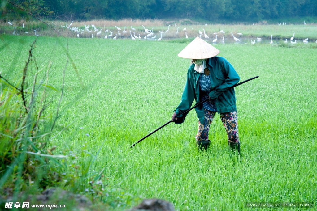 鋤地的老農