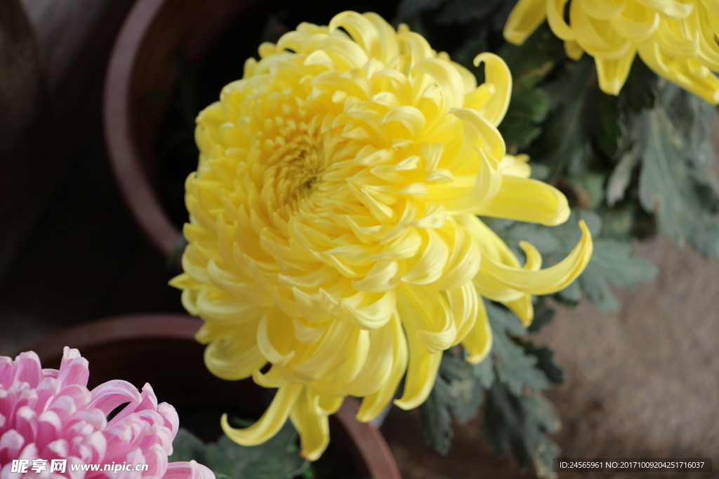 菊花  白菊花  小菊花