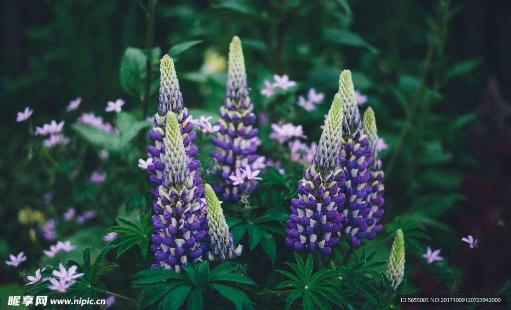 紫色的花