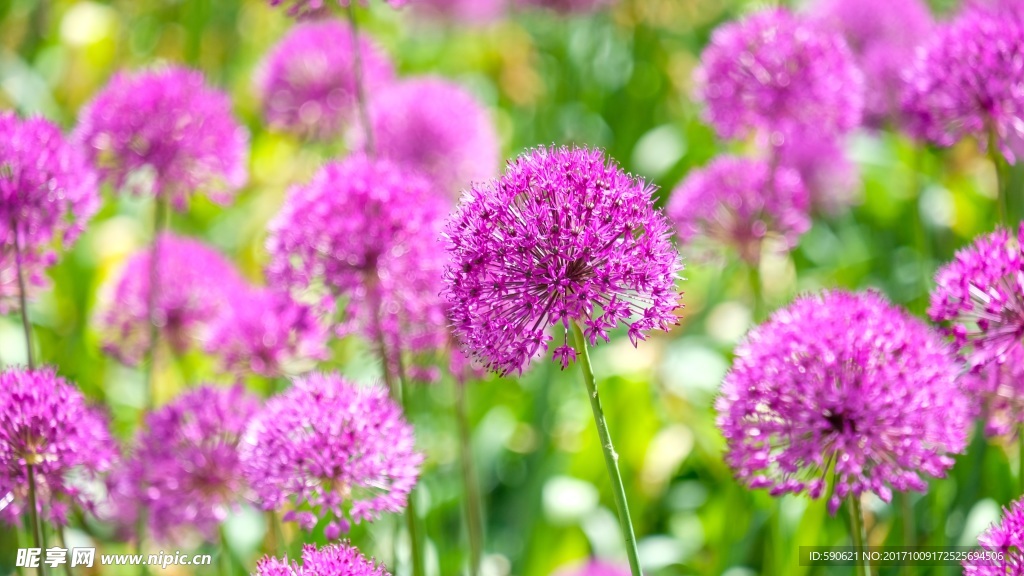粉紅的花朵