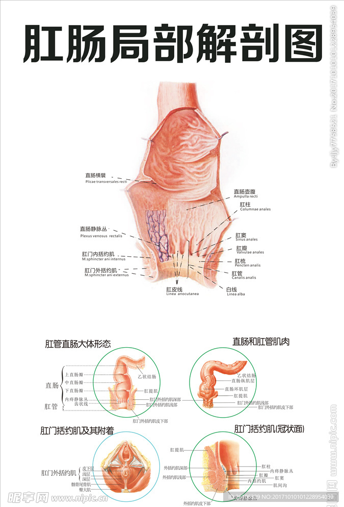 肛肠局部解剖图