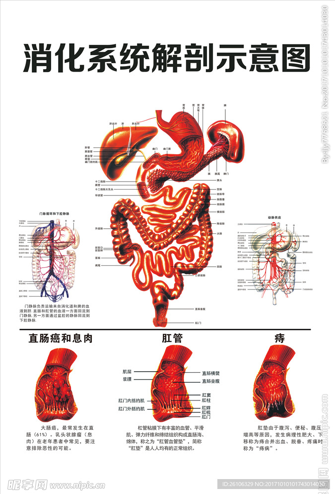 消化系统解剖示意图