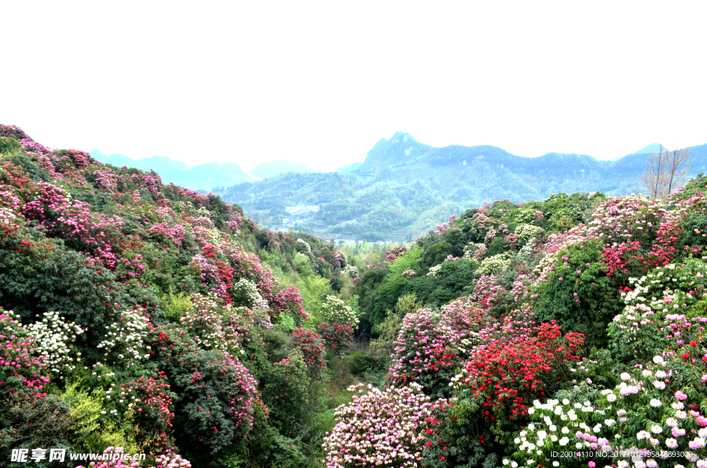 杜鵑花