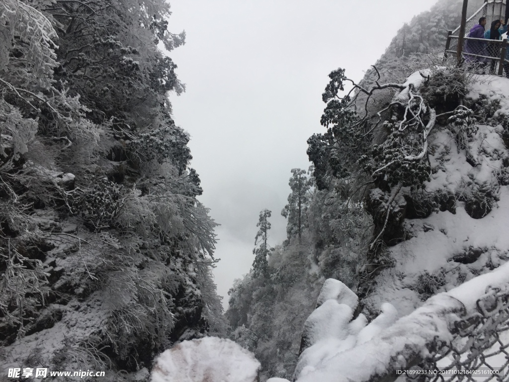 雪樹