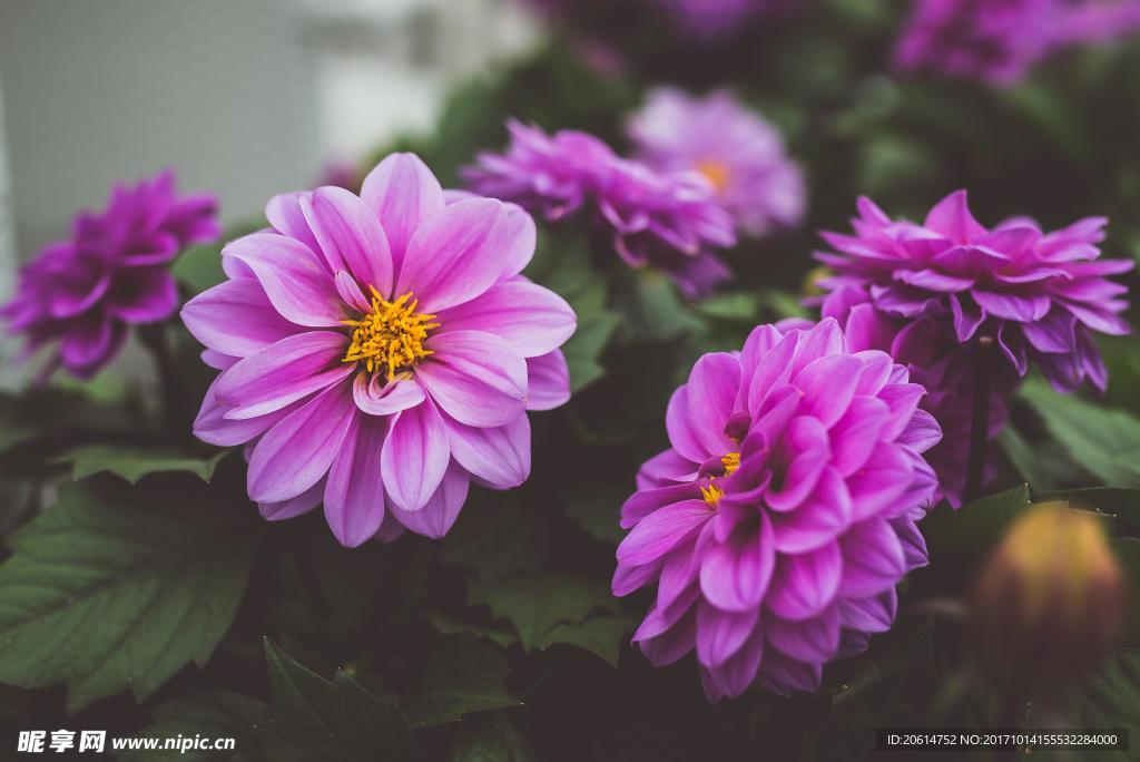 紫色鮮花