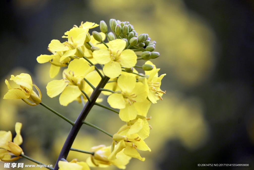 金黃的油菜花