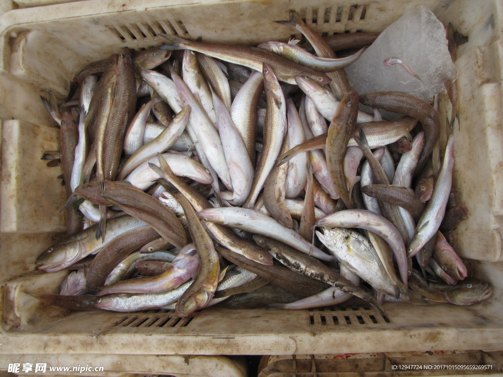 癡魚實拍