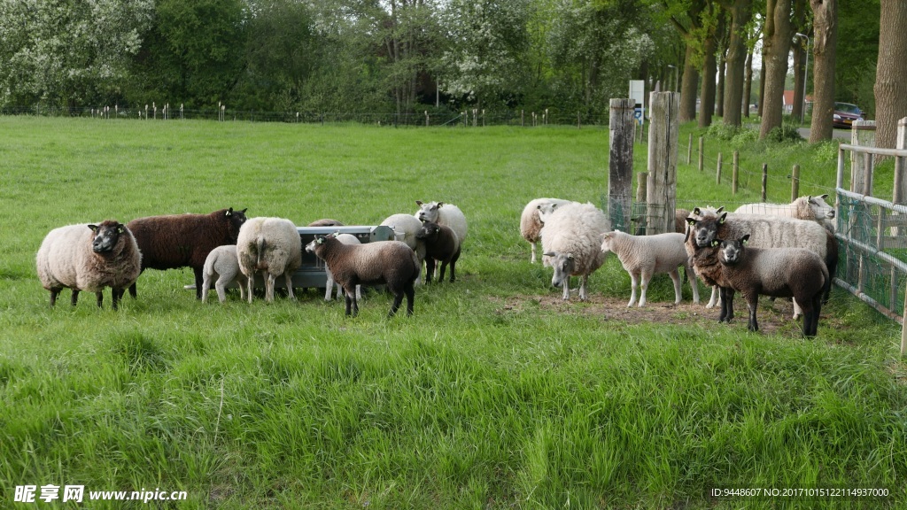 荷兰牧场羊群图片