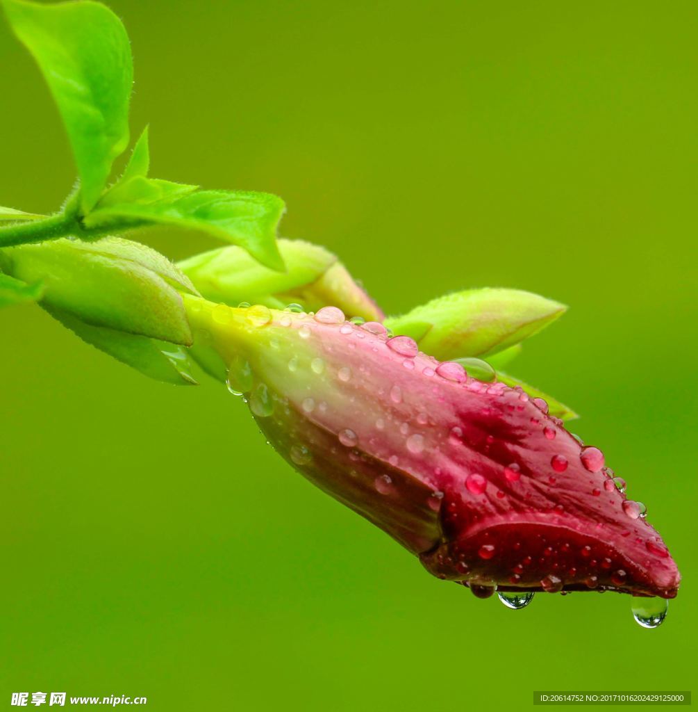 雨中的花蕾