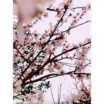 三生三世十里桃花
