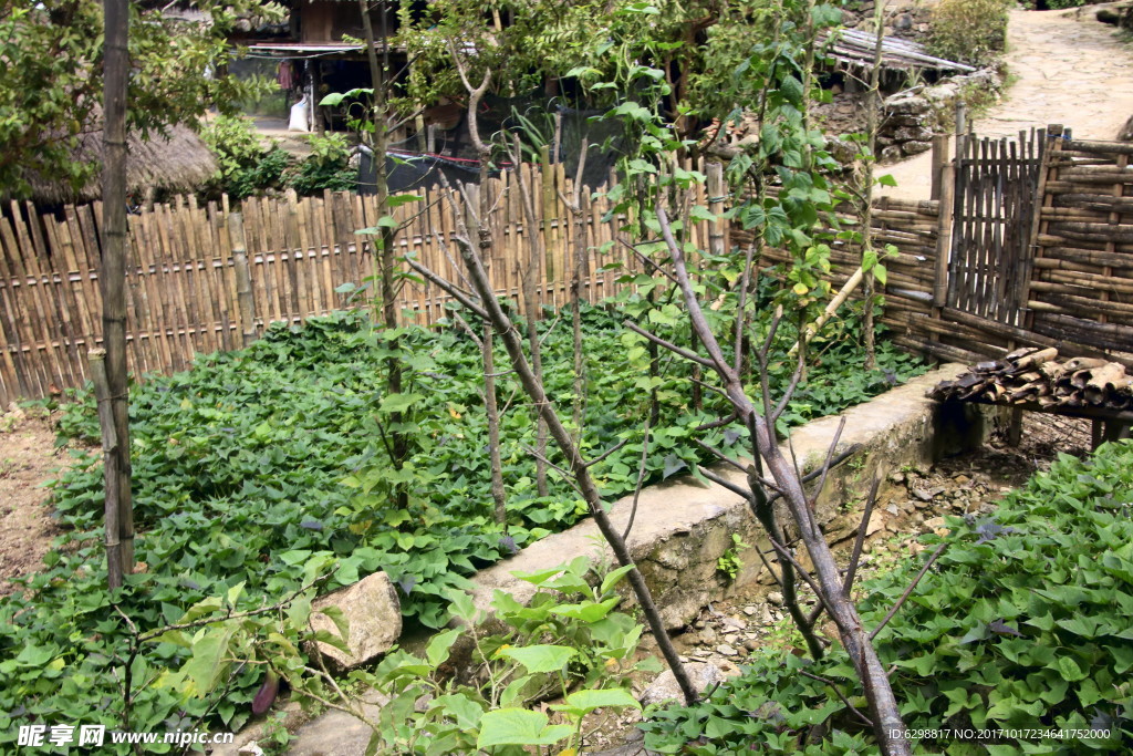 菜園