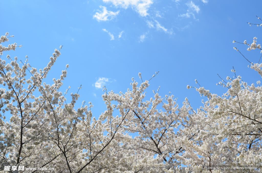盛開的梨花