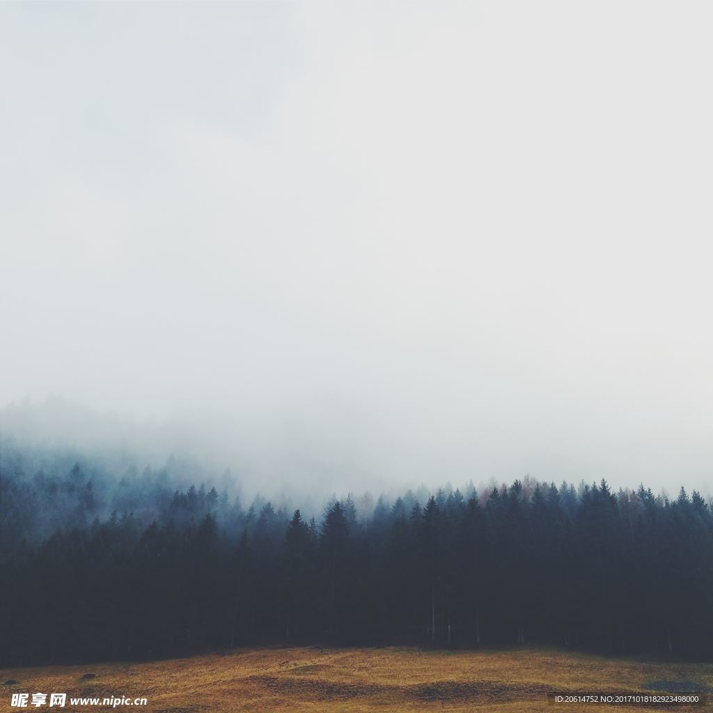 樹林美景