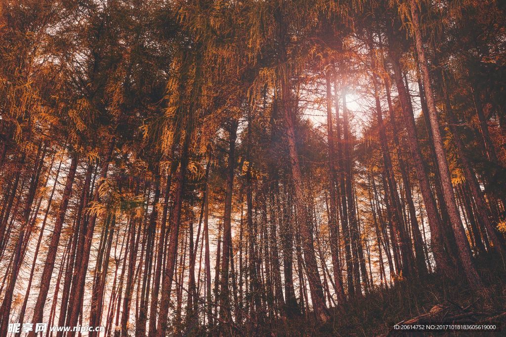 樹林美景