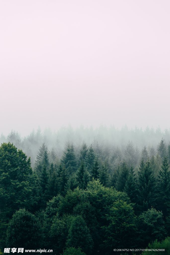 森林美景