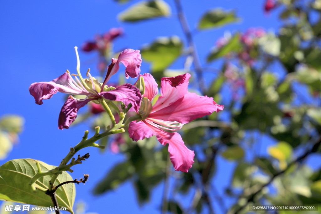 山花