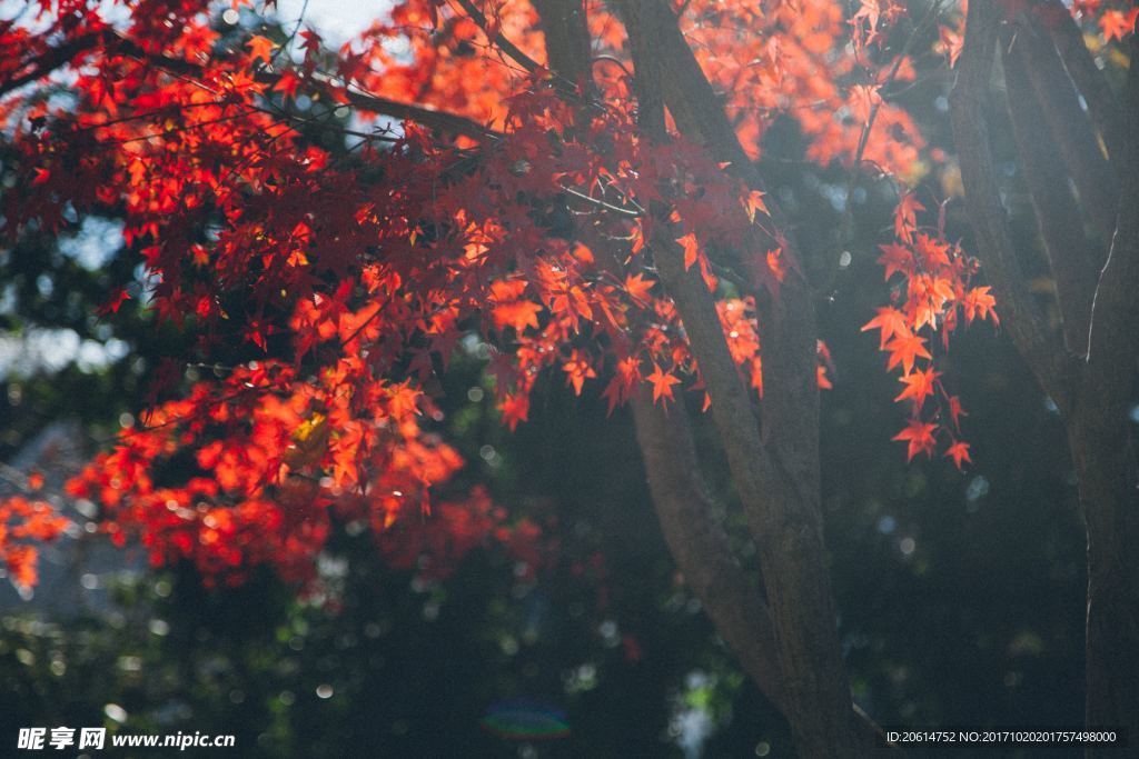 紅色五角楓