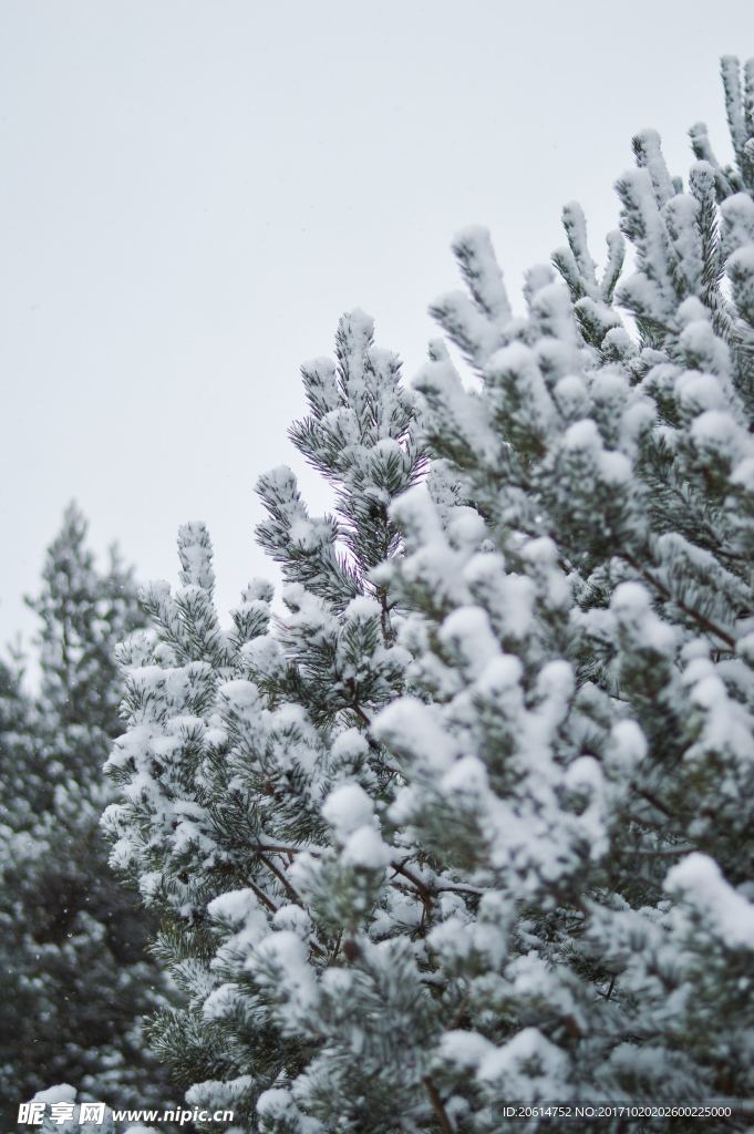 大雪压青松