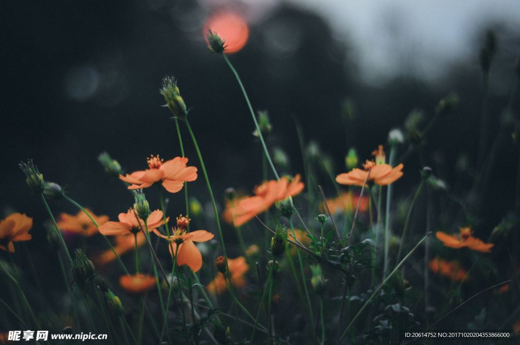路邊的小花