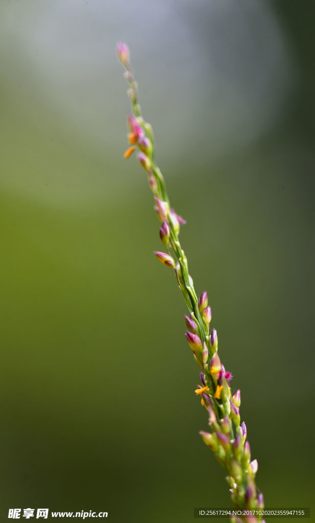 草