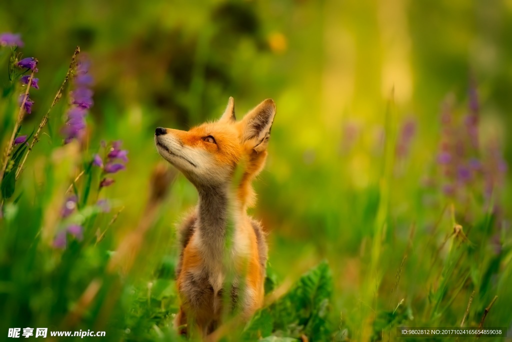 可爱狐狸动物图片