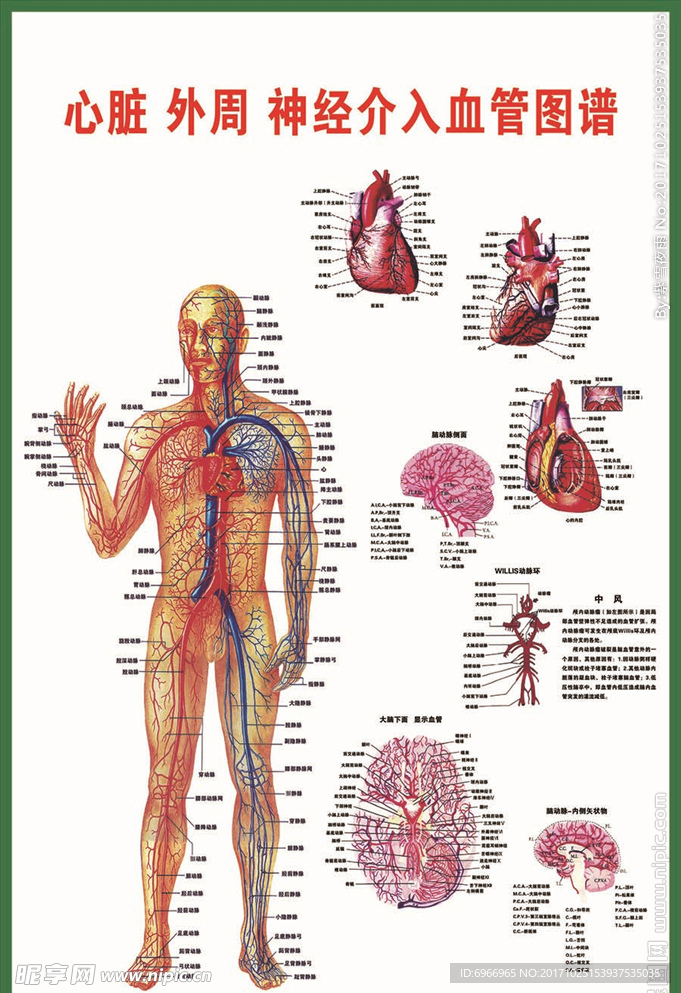 心脏 神经介入血管图 扫描图