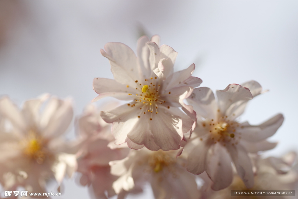 櫻花
