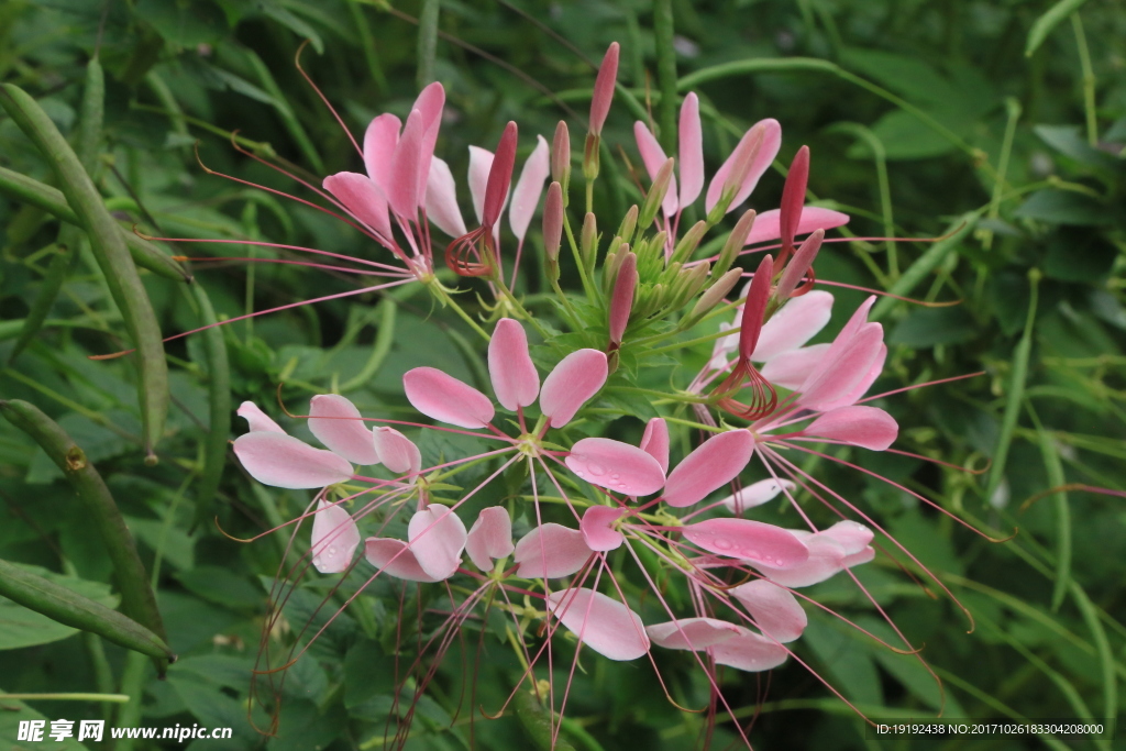 醉蝶花