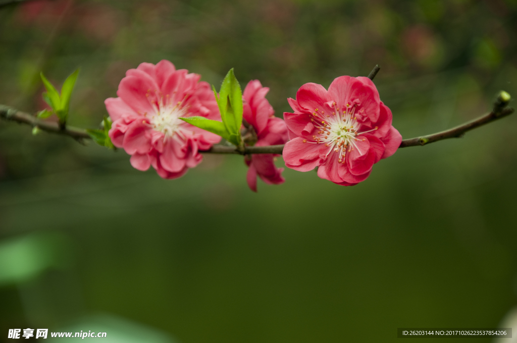 春暖桃花開
