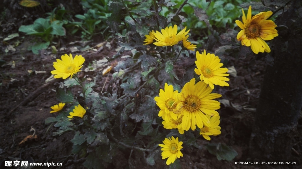 盛開的菊花