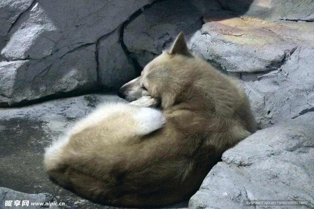 北極狼
