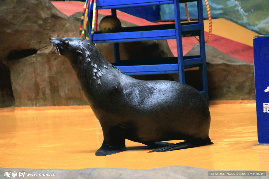 海獅