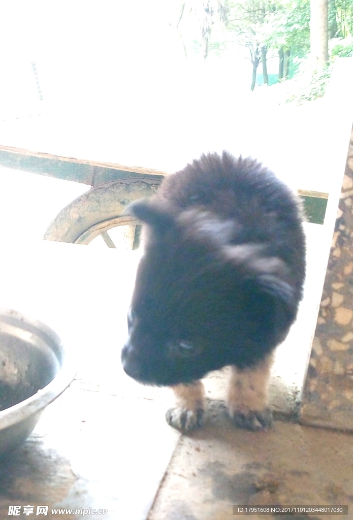 狗狗