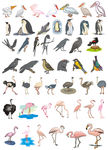 各种各样的鸟类综合