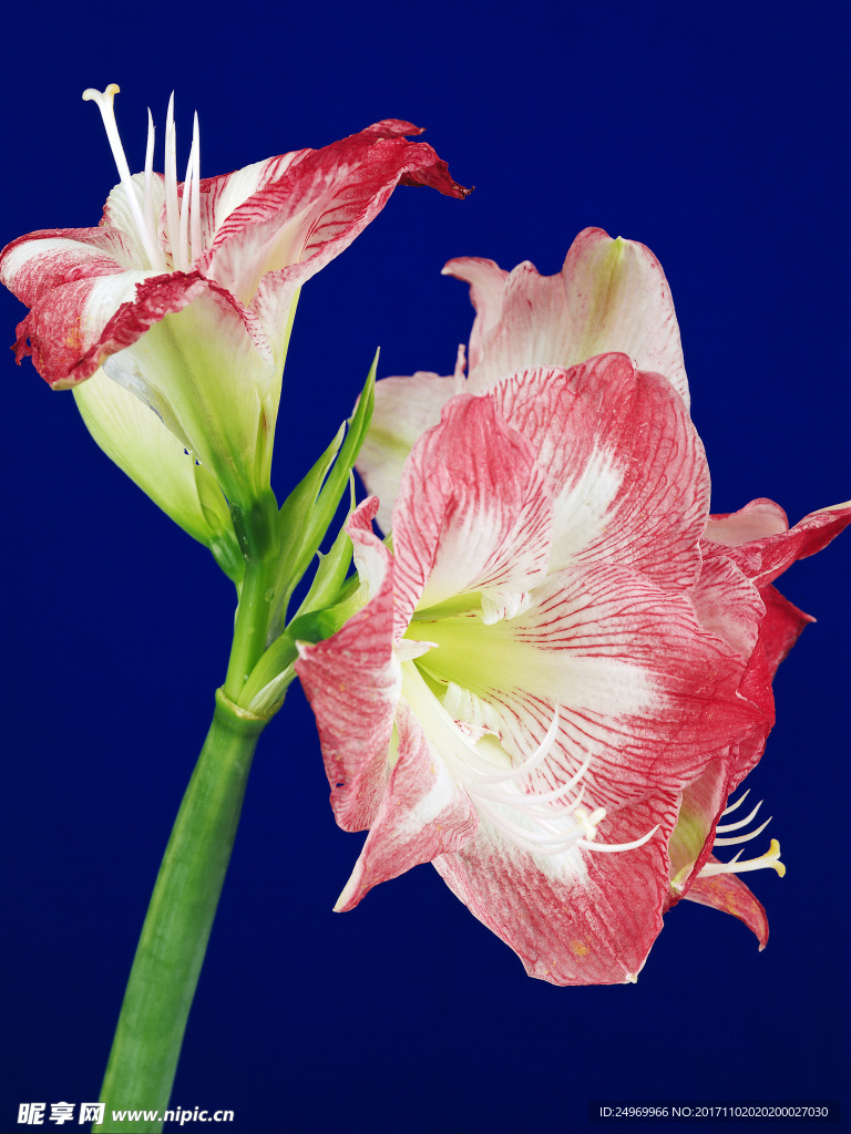 鮮花花藝