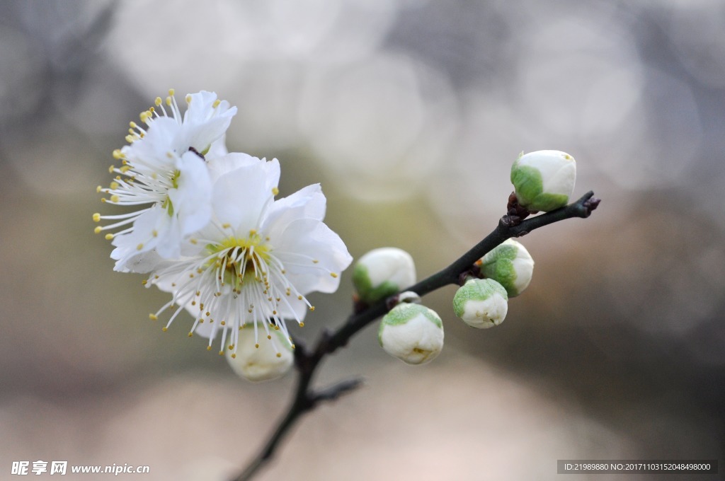 白梅花