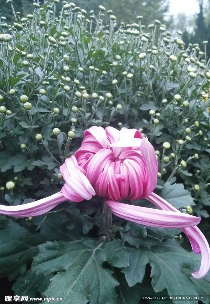 菊花