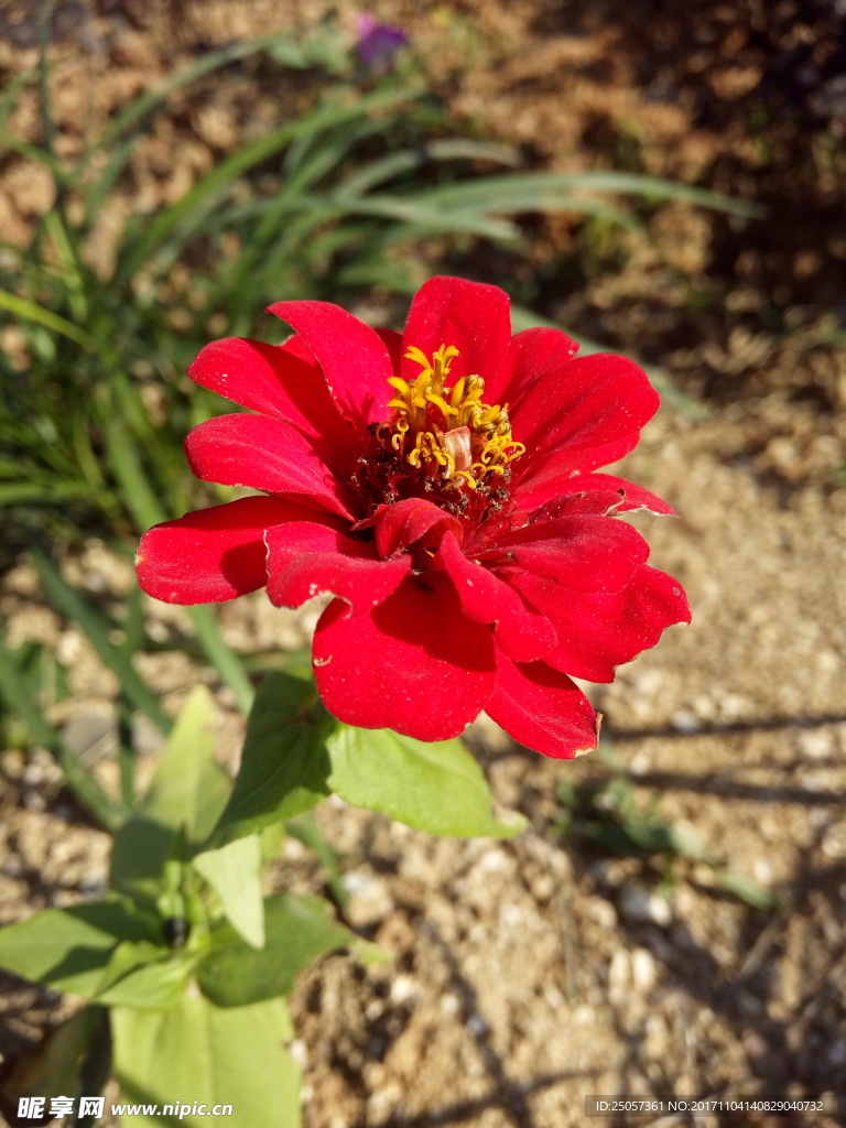 紅色