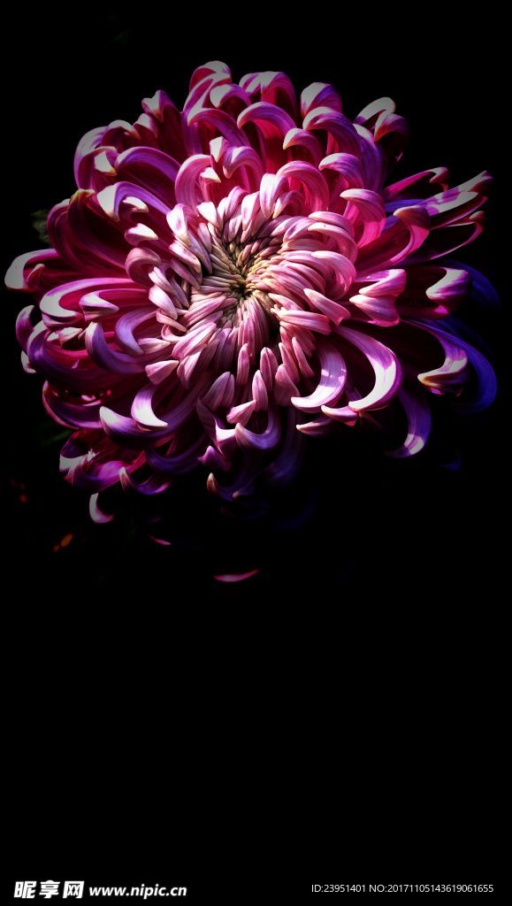 菊花手機屏保
