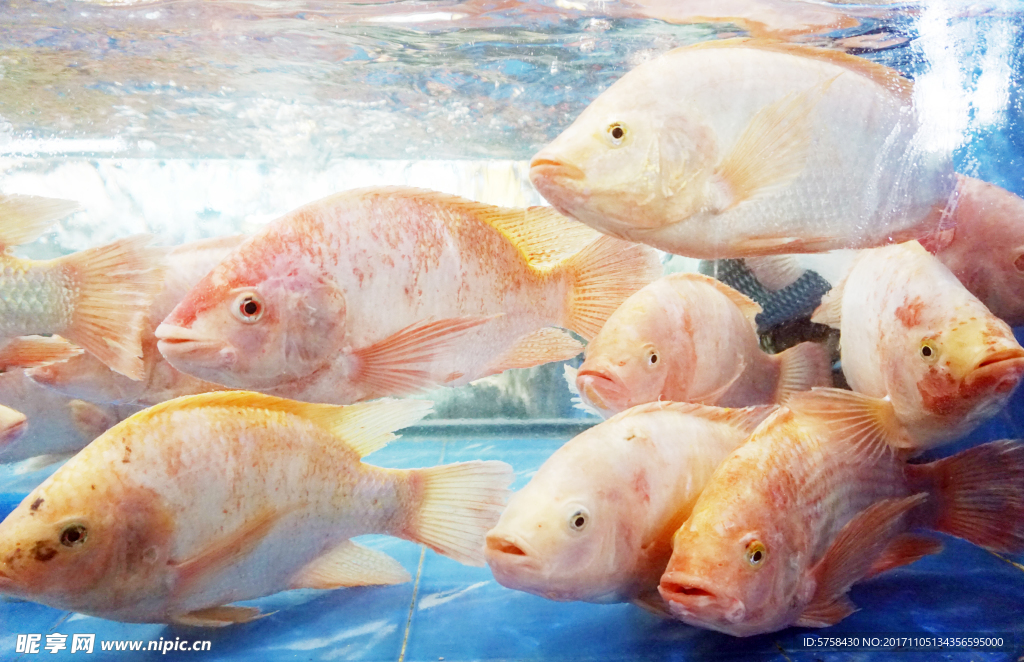 太湖鮮龍魚