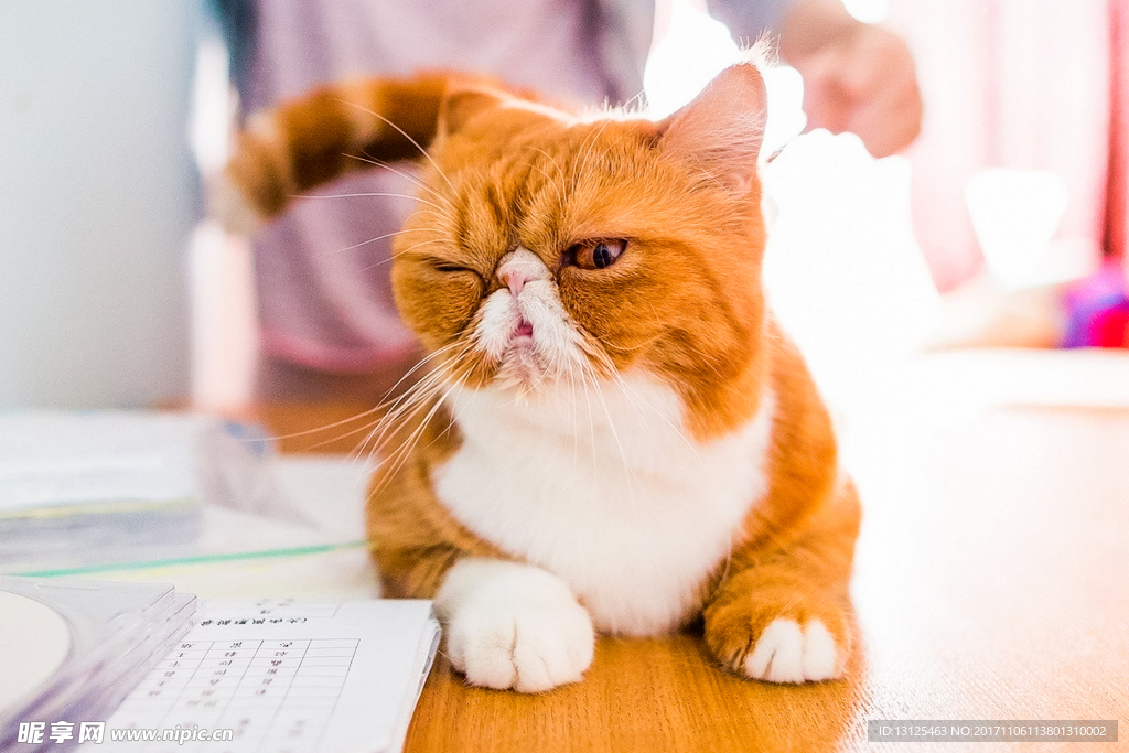 動物 貓