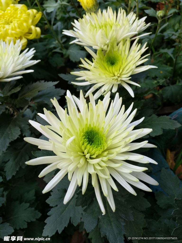 白菊  菊花