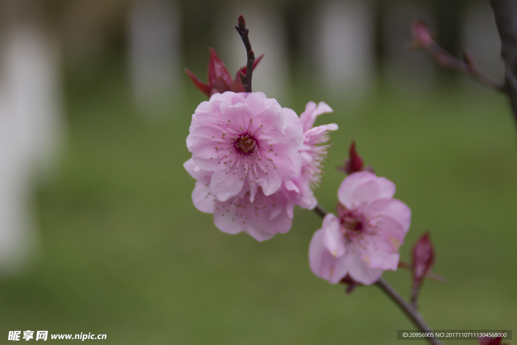 桃花