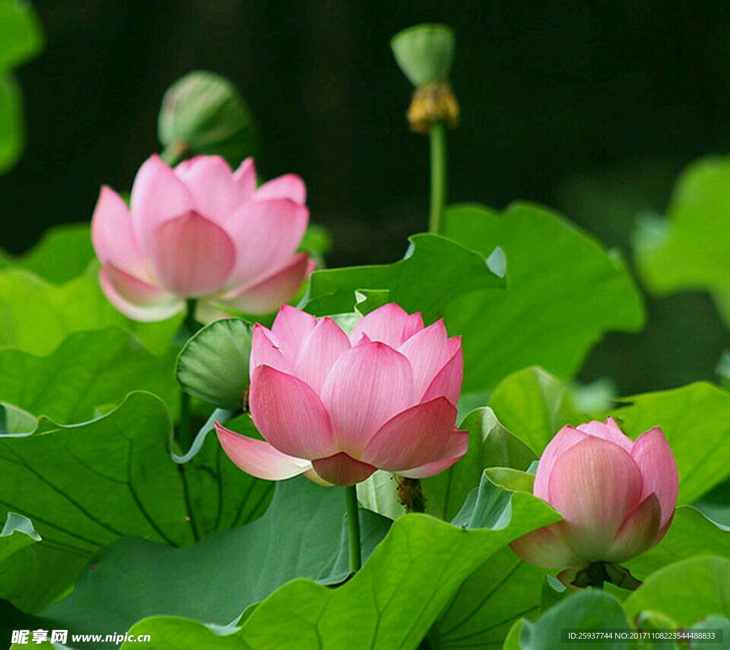 蓮花