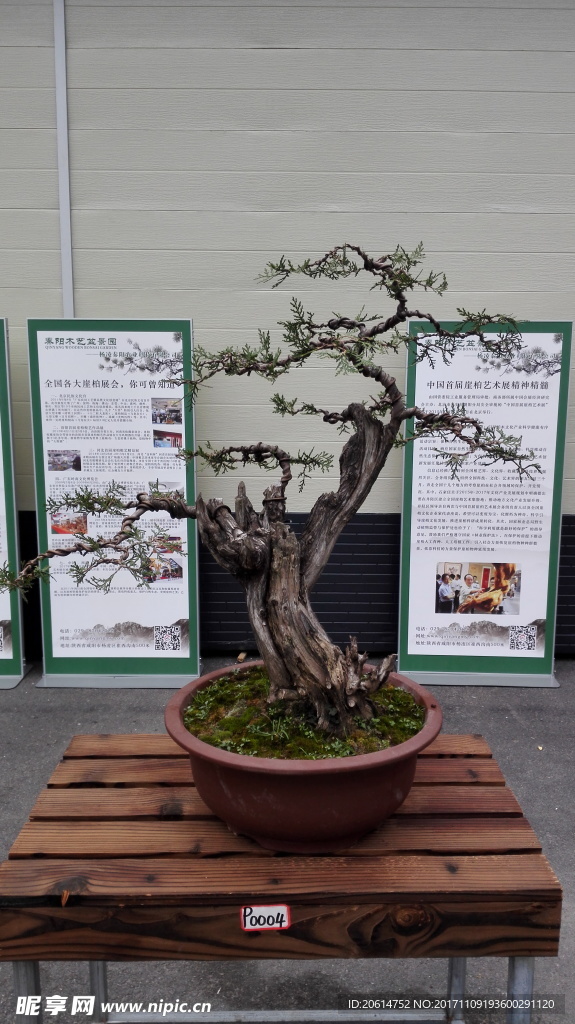 龍柏花卉